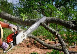 Best Tree Maintenance Programs  in Kingston, IL